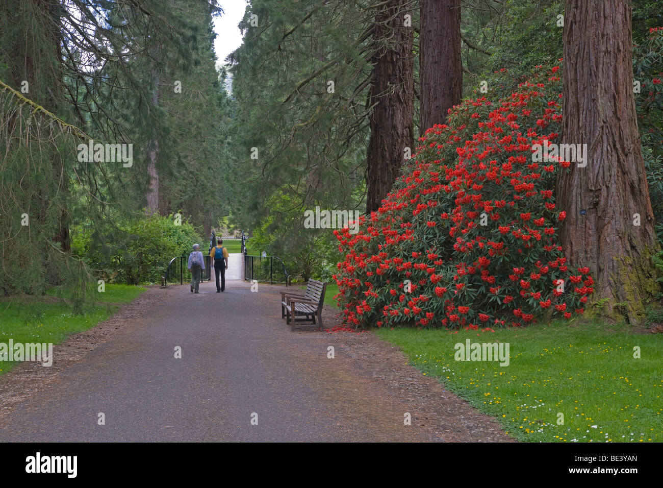 Benmore giovani Botanic Garden, vicino a Dunoon, Argyl e Bute, Scozia. Giugno, 2009 Foto Stock