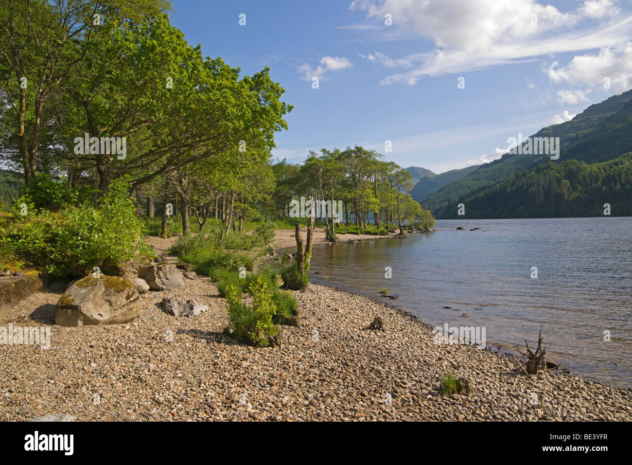 Loch Eck, Argyll Forest Park, Argyl e Bute, Scozia. Giugno, 2009 Foto Stock