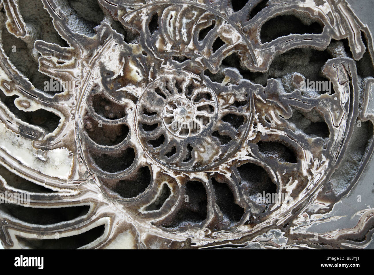 Ammonita fossile presso il Museo di Storia Naturale di Londra Foto Stock