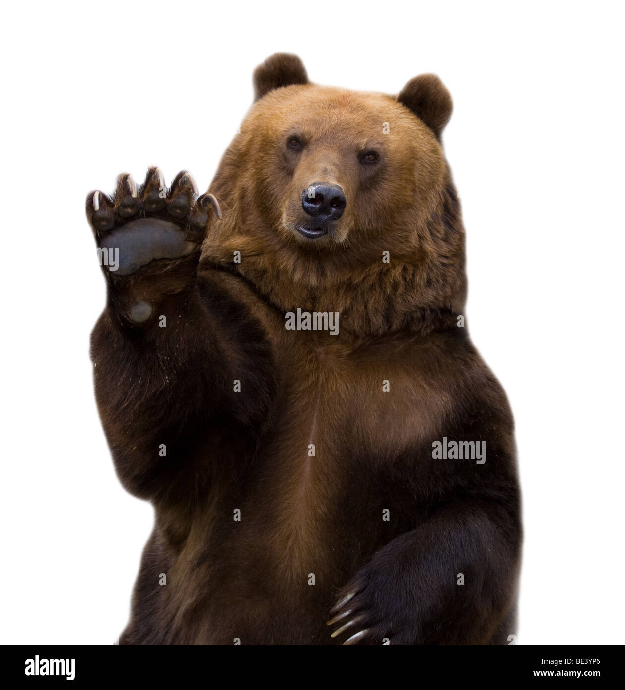 L'orso bruno accoglie favorevolmente le onde di una zampa. Essa è isolata su uno sfondo bianco. Foto Stock