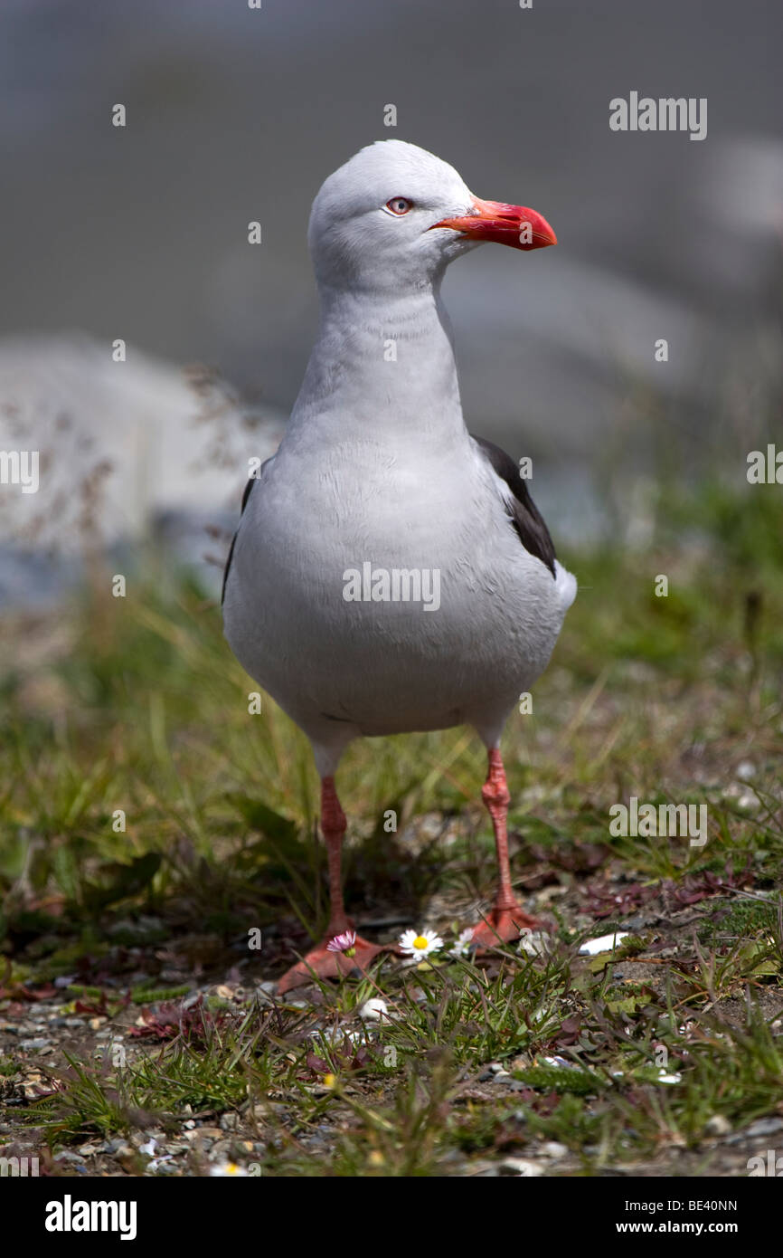 Adulto Gabbiano Kelp (larus dominicanus) Foto Stock