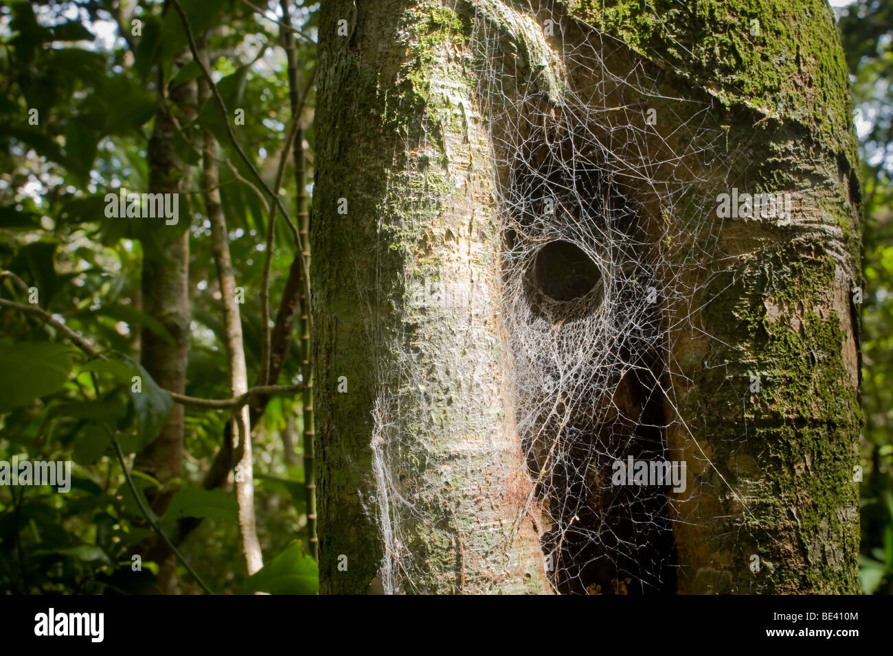 Imbuto spider web. Fotografato in Costa Rica. Foto Stock