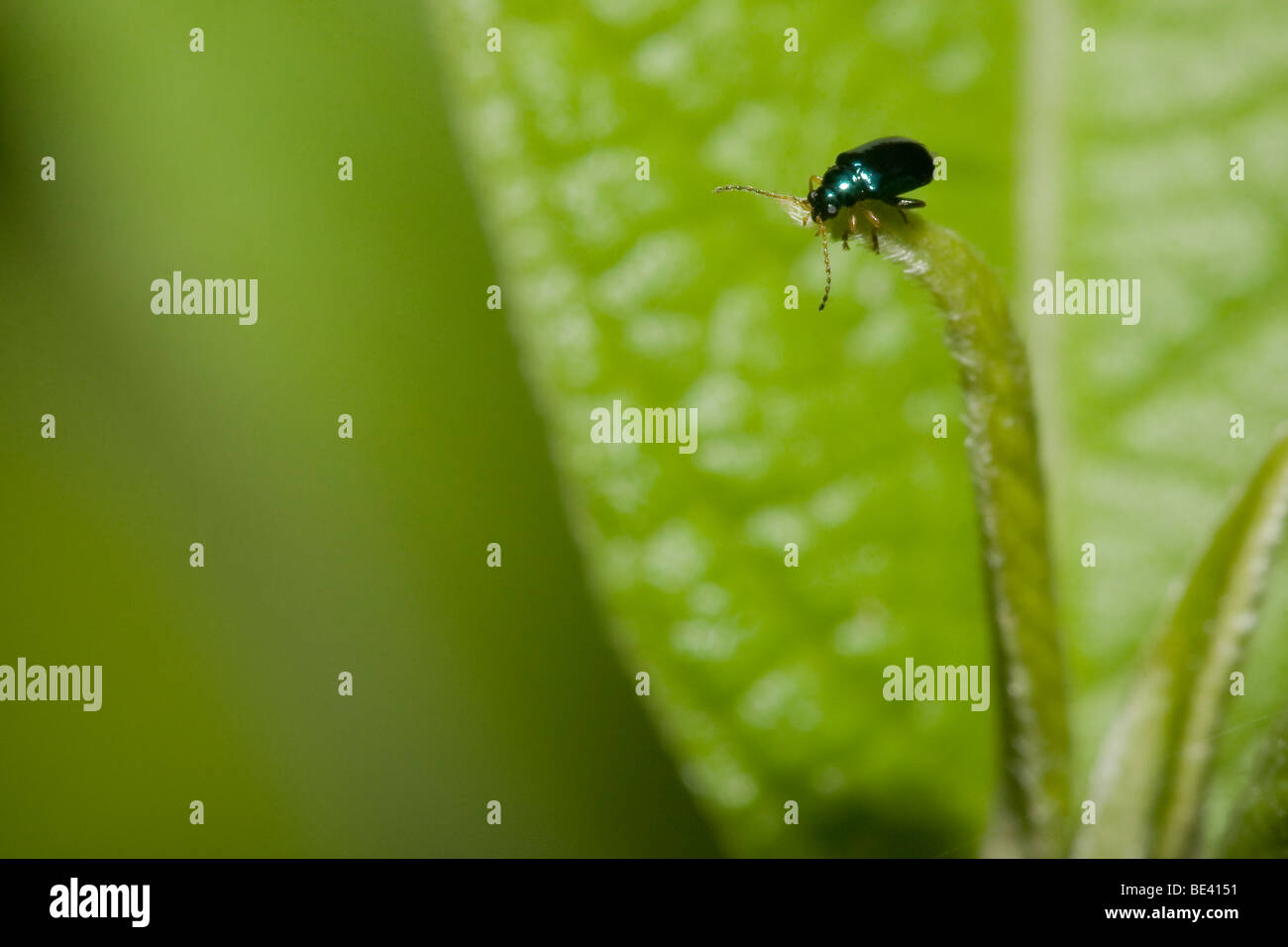 Un piccolo coleottero di foglia, famiglia Chrysomelidae, ordine Coleoptera. Fotografato in Costa Rica. Foto Stock