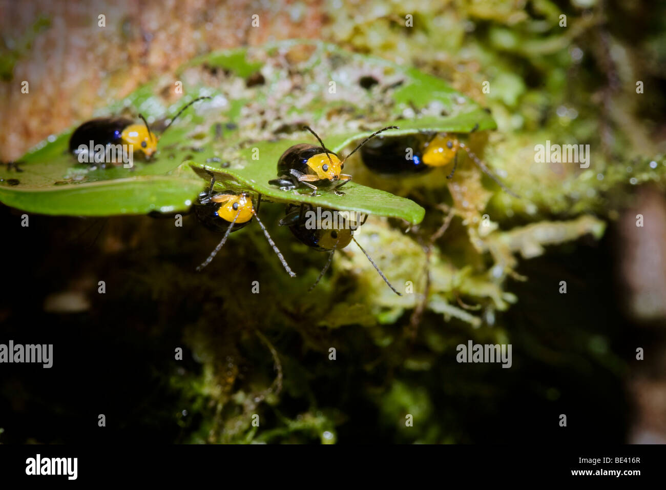 Aggregato di coleotteri in foglia, famiglia Chrysomelidae, ordine Coleoptera. Fotografato in Costa Rica. Foto Stock