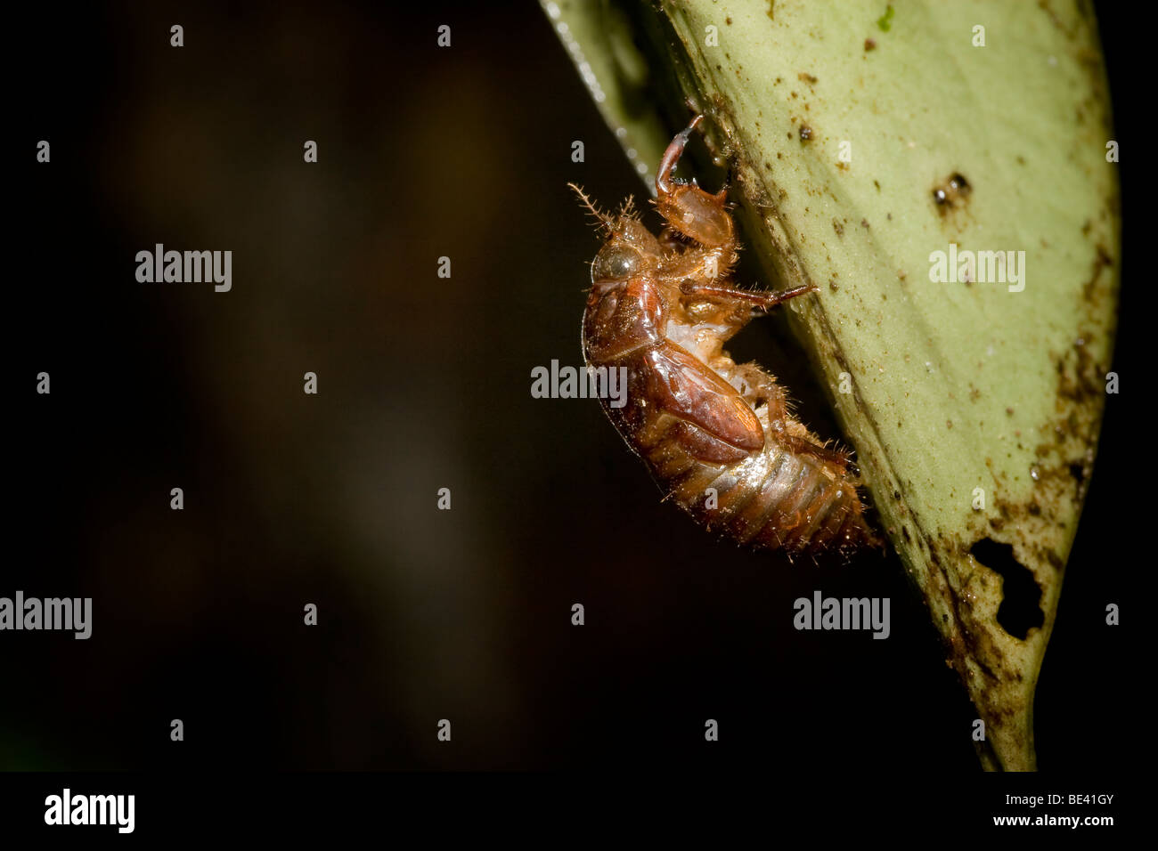 Molt di una cicala, ordine Hemiptera, famiglia Cicadidae. Fotografato in Costa Rica. Foto Stock