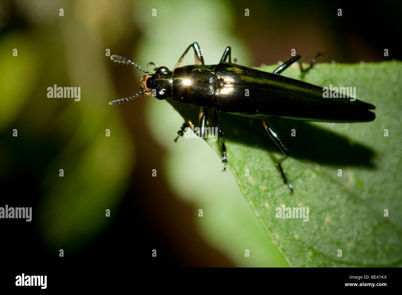 Lizard beetle, famiglia Languriidae, ordine Coleoptera, nel cloud foreste di Monteverde in Costa Rica. Foto Stock