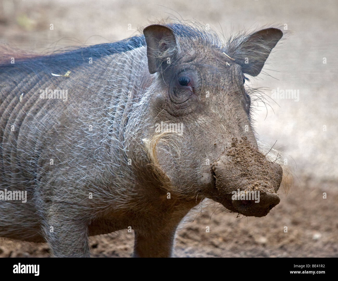Warthog (phacochoerus africanus) Foto Stock