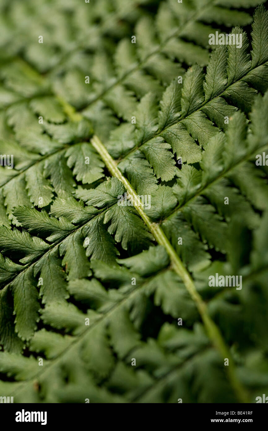 Macro shot di felce Foto Stock