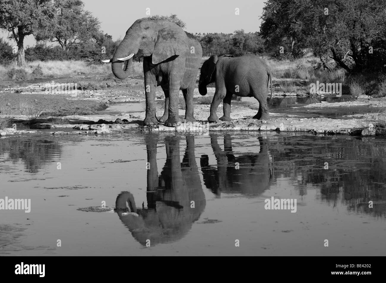 Elefante africano (Loxodonta africana africana), Tuli Block, Botswana Foto Stock