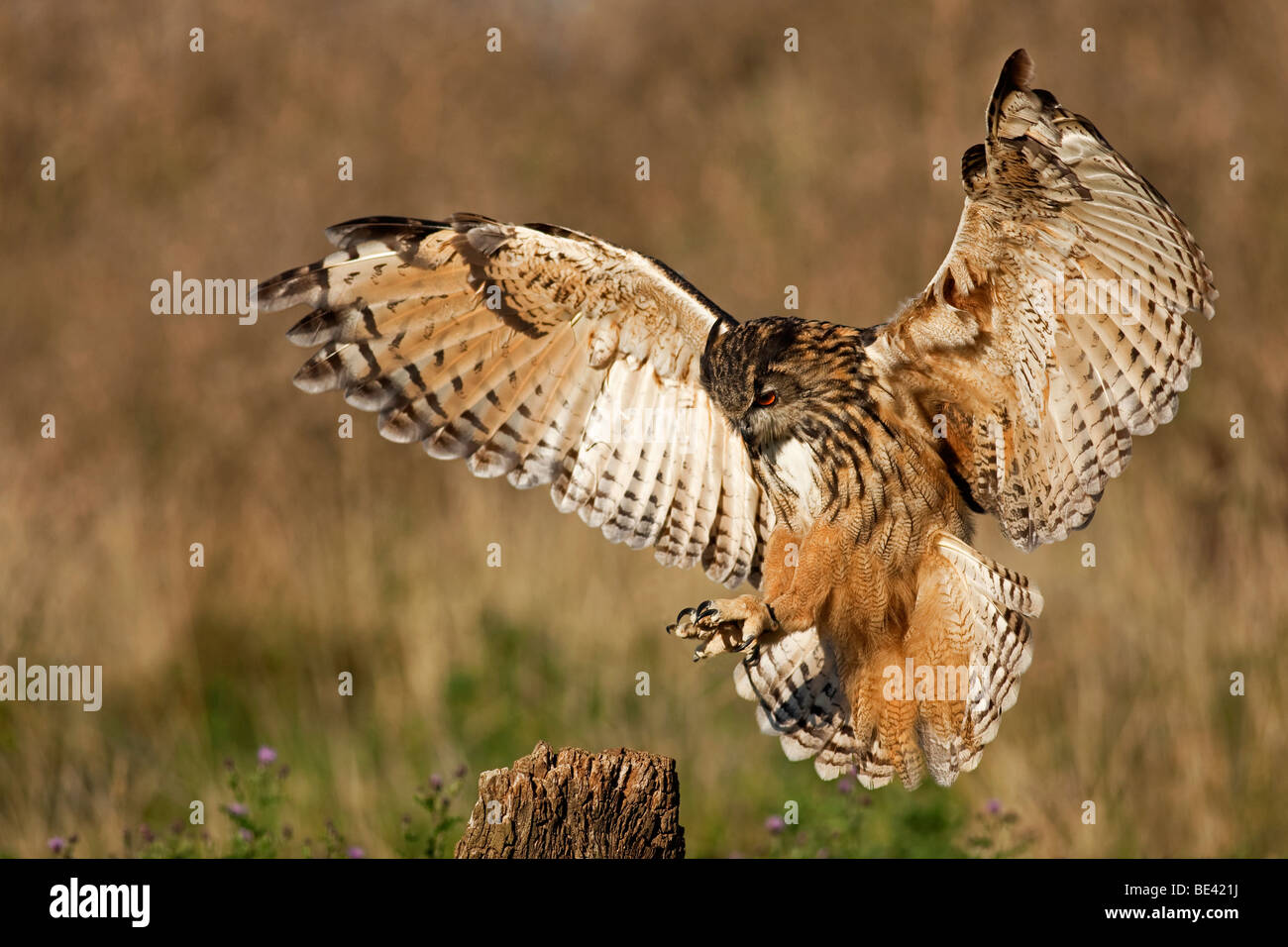 Gufo di Aquila Foto Stock