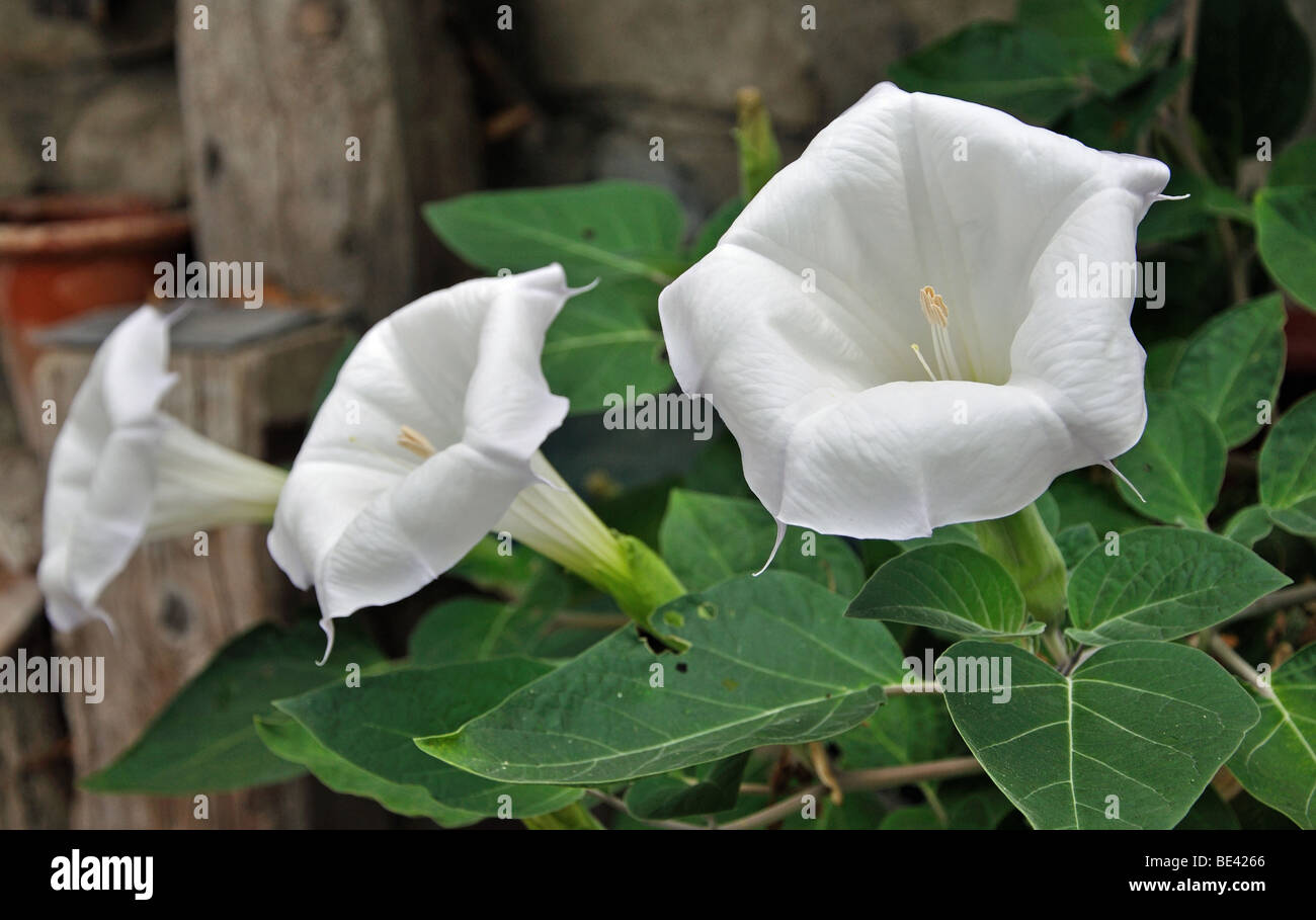 Fiori in un giardino nel villaggio di Marie, Alpes Maritimes, Francia Foto Stock