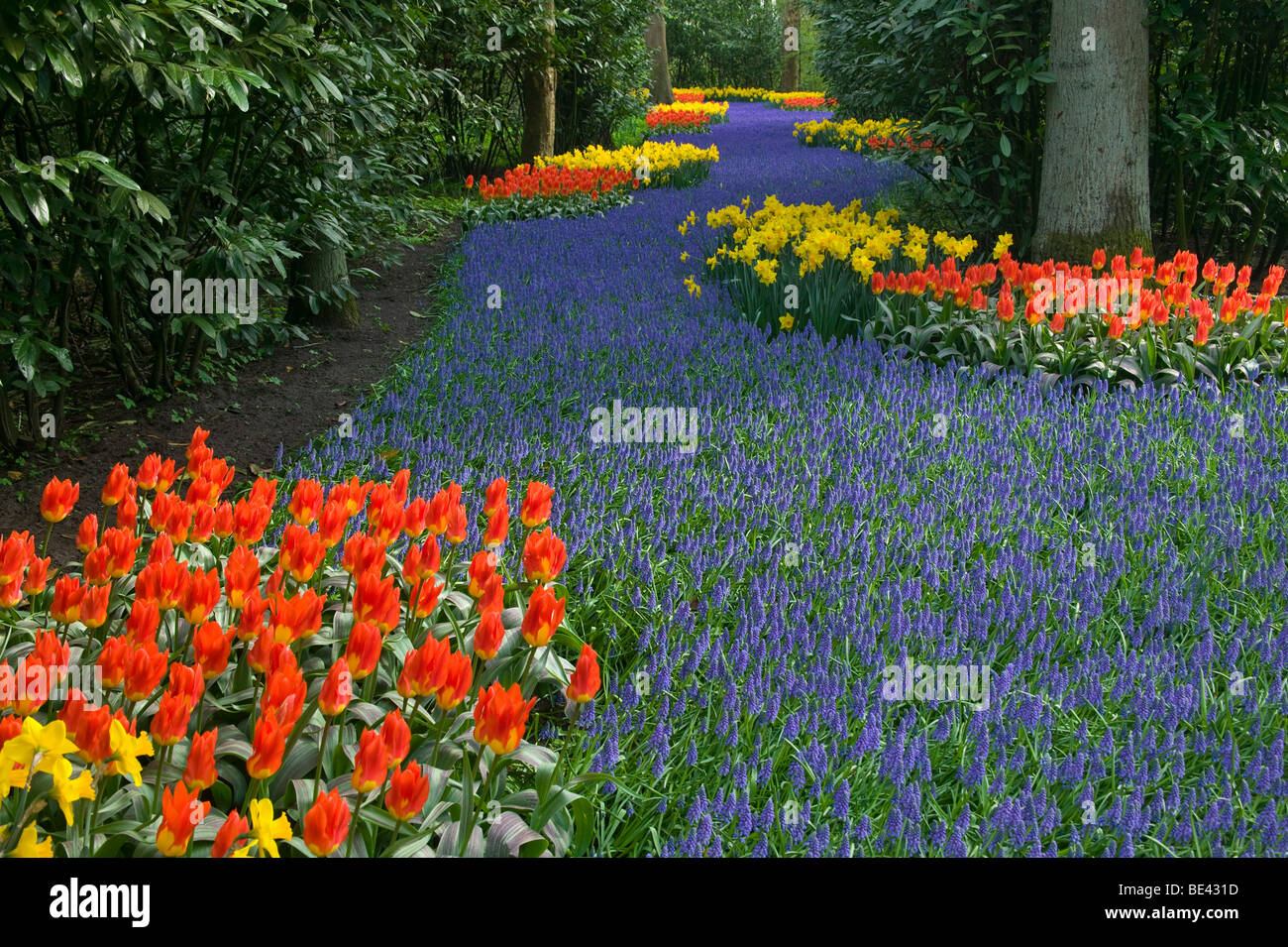 I Paesi Bassi, la primavera a Keukenhof giardini con spettacolari visualizzazione di 7 milioni di fioritura di tulipani e altri fiori della lampadina Foto Stock