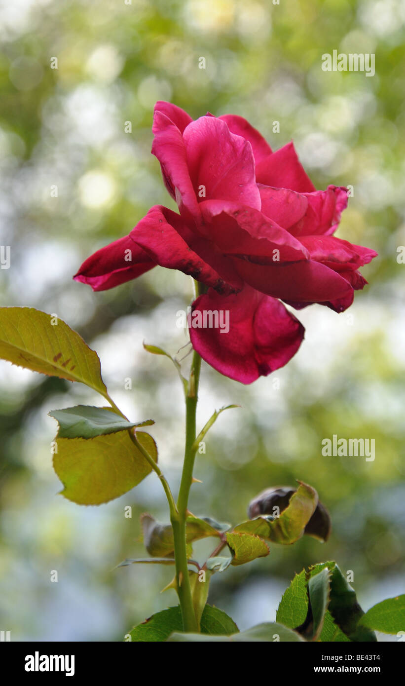 Fiori in un giardino nel villaggio di Marie, Alpes Maritimes, Francia Foto Stock