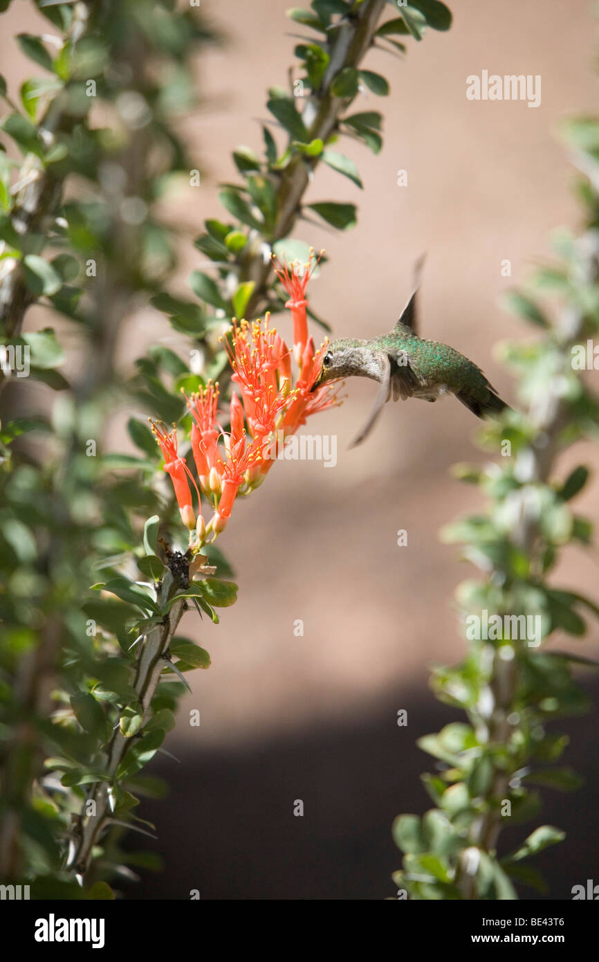 Un colibrì si alimenta di un fiore rosso. Foto Stock