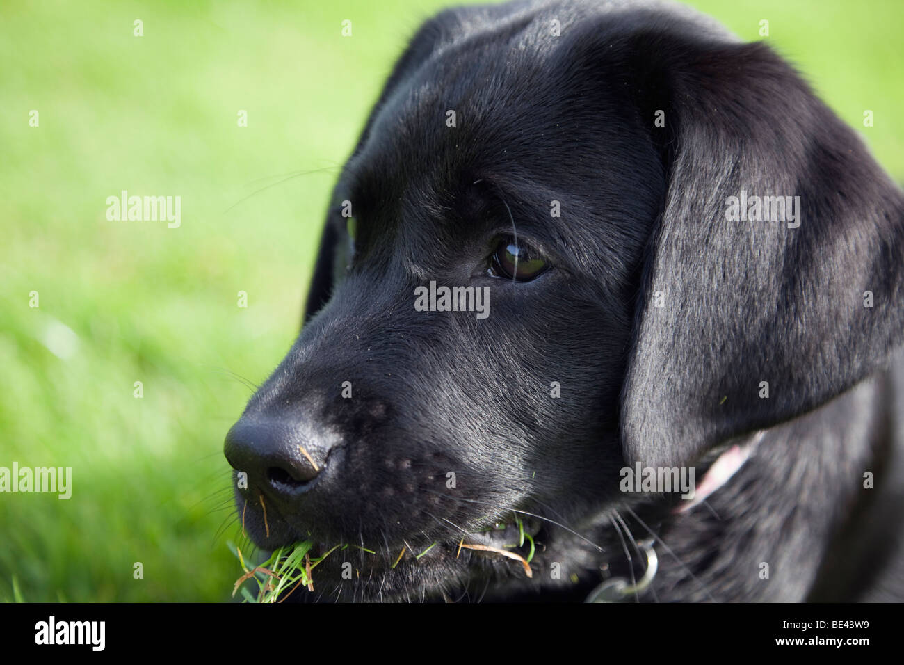 Black Labrador cucciolo cane mangiare erba. Tre mesi di età. Inghilterra Gran Bretagna Regno Unito Europa. Foto Stock
