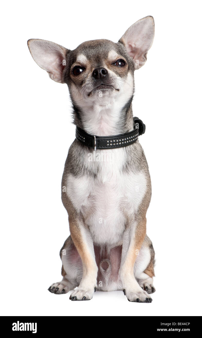 Ritratto di chihuahua davanti a uno sfondo bianco, studio shot Foto Stock
