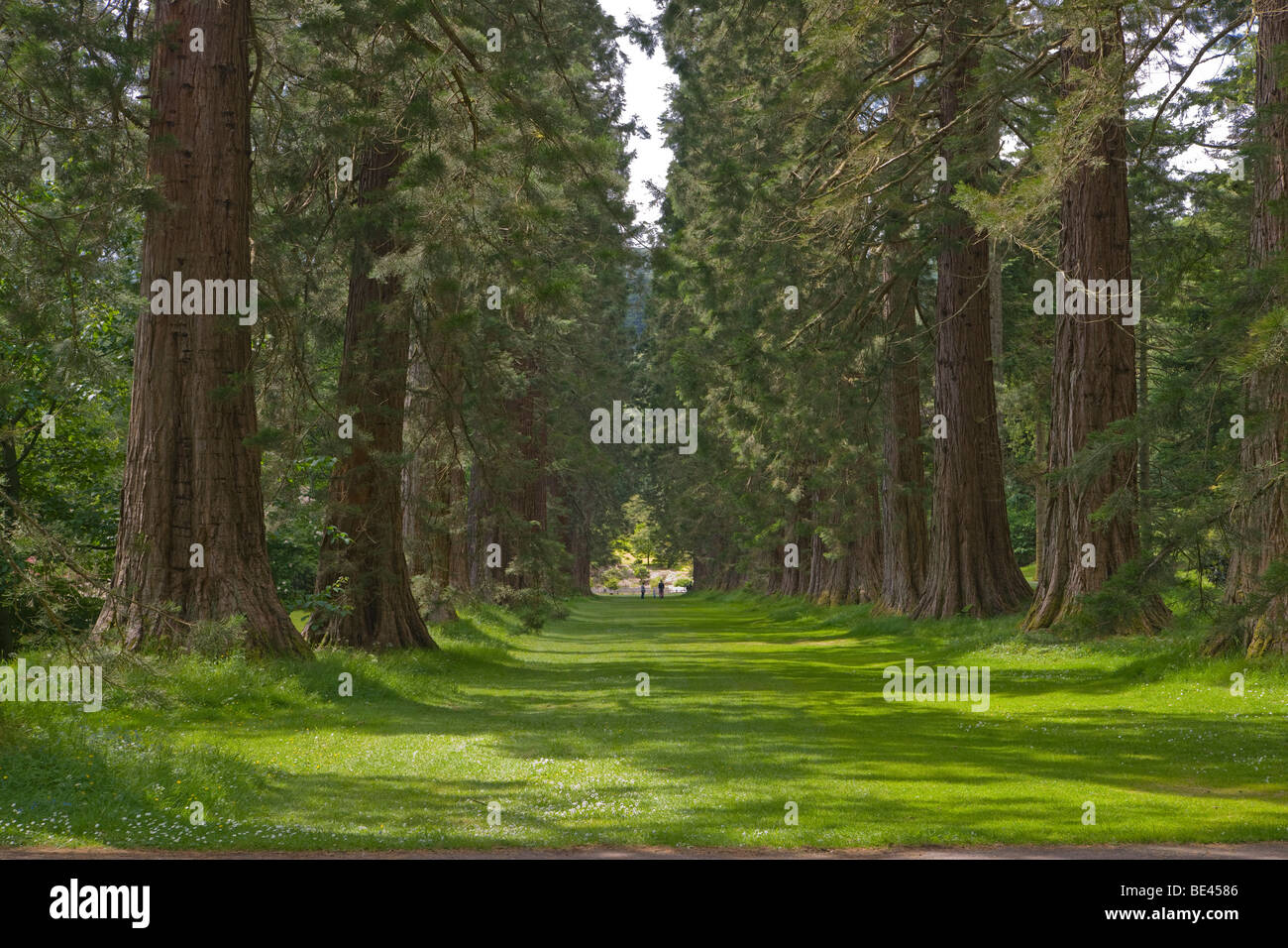 Redwood Avenue, Benmore giovani Botanic Garden, Argyl e Bute, Scozia. Giugno, 2009 Foto Stock