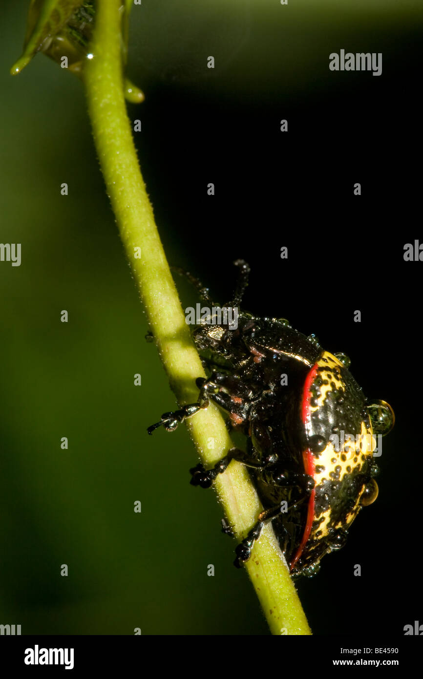 Una foglia beetle, famiglia Chrysomelidae, ordine Coleoptera. Fotografato in Costa Rica. Foto Stock