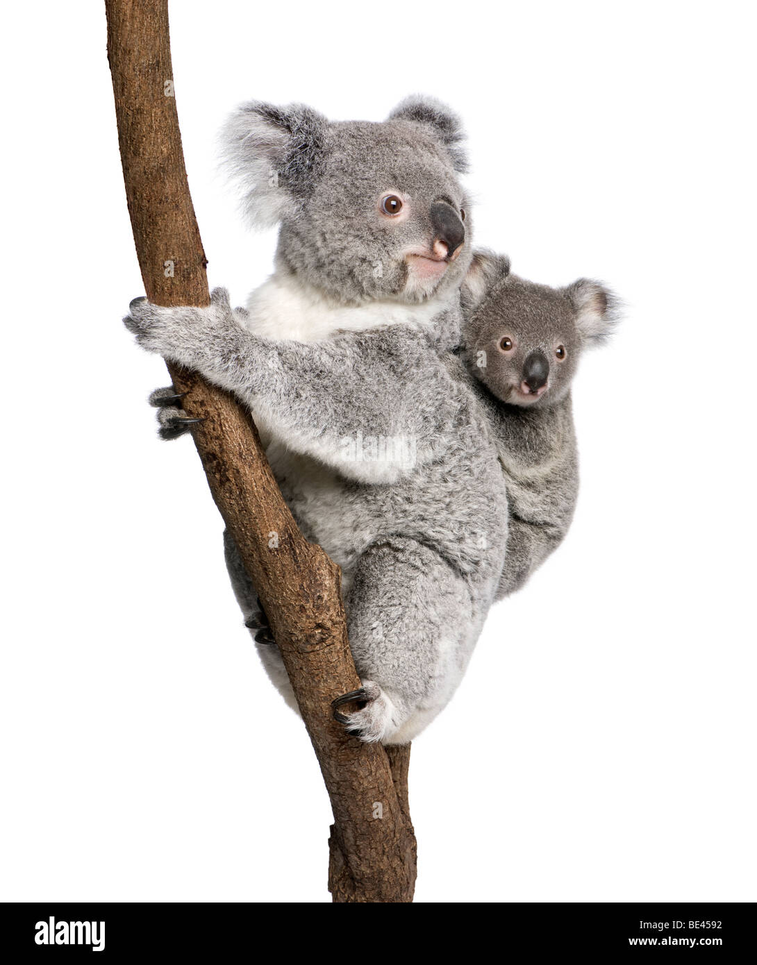 Il Koala bears rampicante, 4 anni e 9 mesi di età, Phascolarctos cinereus, di fronte a uno sfondo bianco Foto Stock