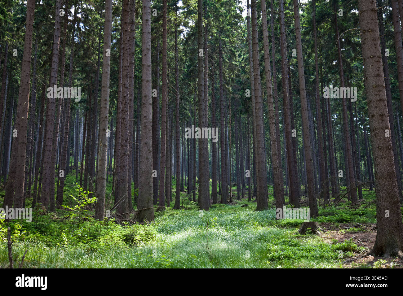 Profondo della foresta di pini nel parco nazionale di 'Sächsische Schweiz' in Sassonia, Germania Foto Stock