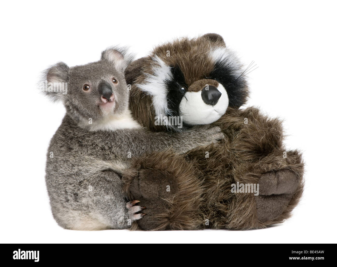 Ritratto di maschio orso Koala abbracciando Teddy bear, Phascolarctos cinereus, 9 mesi di età, di fronte a uno sfondo bianco Foto Stock