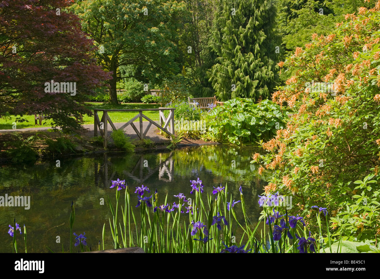 Stagno, Benmore giovani Botanic Garden, Argyl e Bute, Scozia. Giugno, 2009 Foto Stock