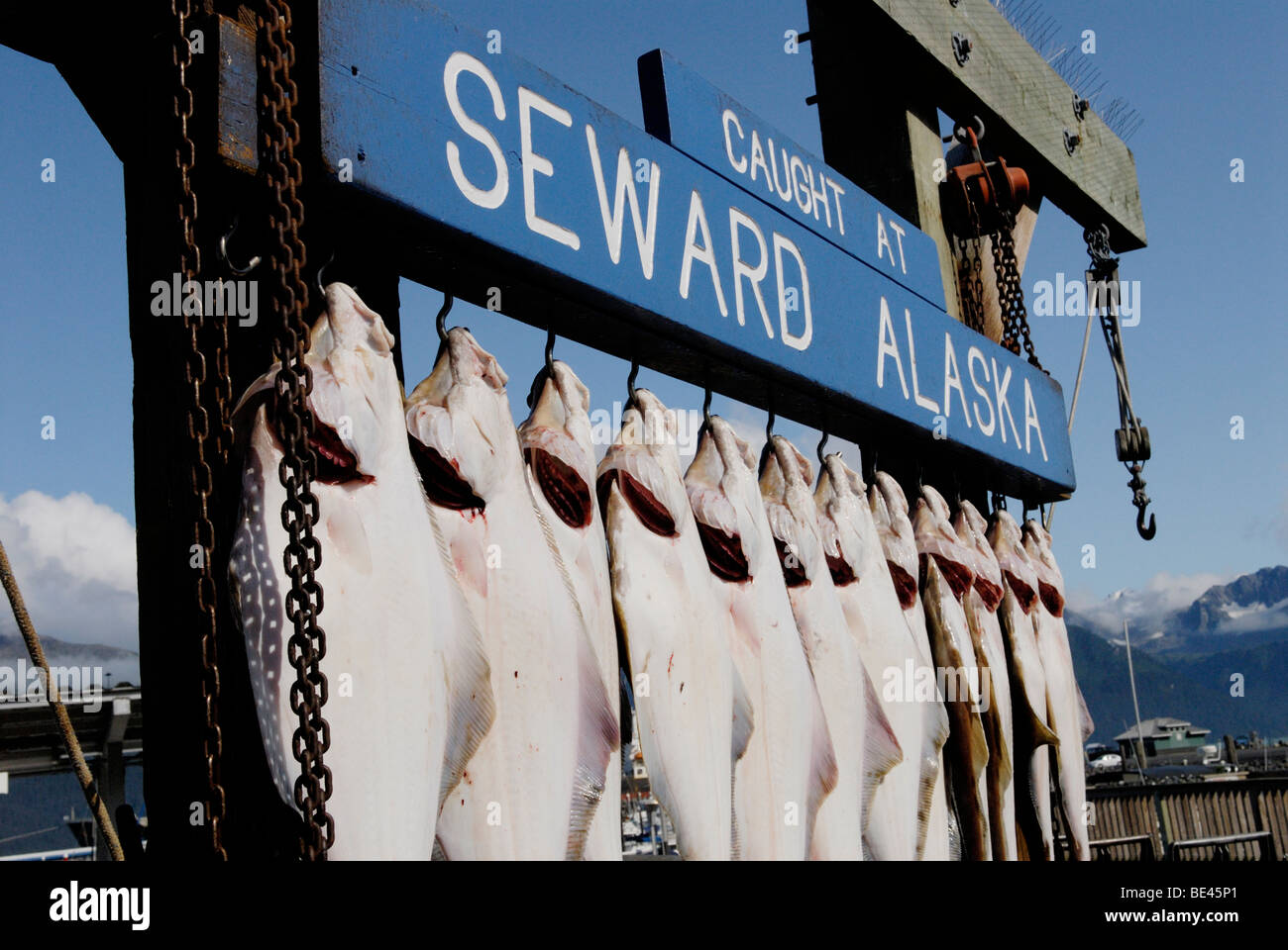 Halibut, Hippoglossus stenolepis, catturare da una barca a noleggio, Seward, Alaska Foto Stock