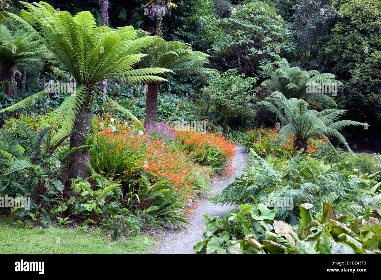 Giardino trebah; Cornovaglia; in estate; Foto Stock