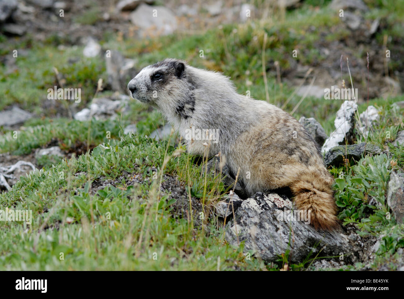 Annoso marmotta, Marmota caligata, Parco Nazionale di Denali, Alaska Foto Stock