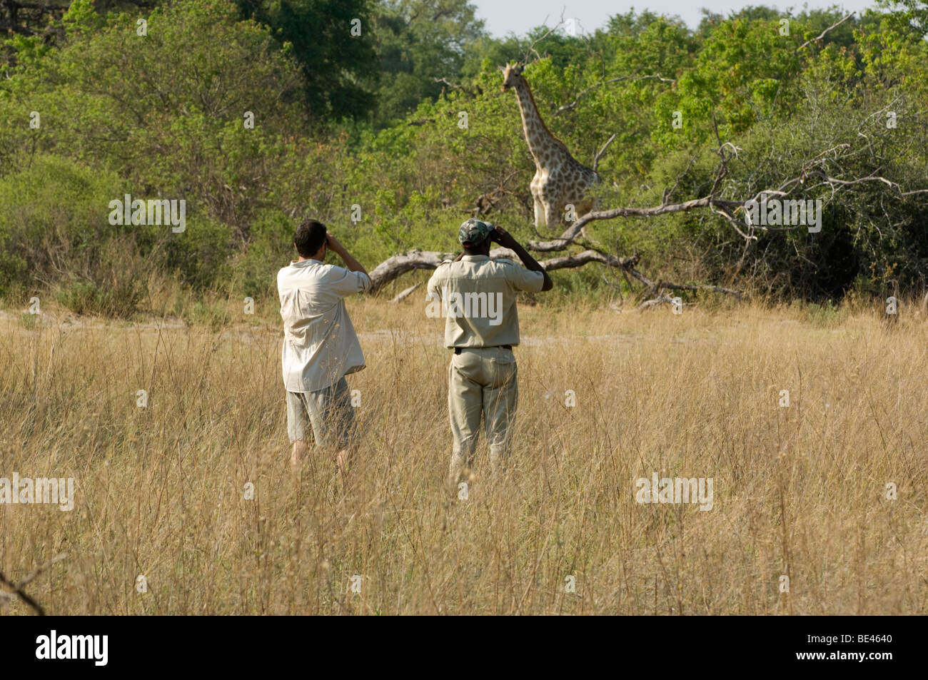 Tourist guardando giraffe (giraffa camelopardalis giraffa), su un safari a piedi, Okavango Delta, Botswana Foto Stock