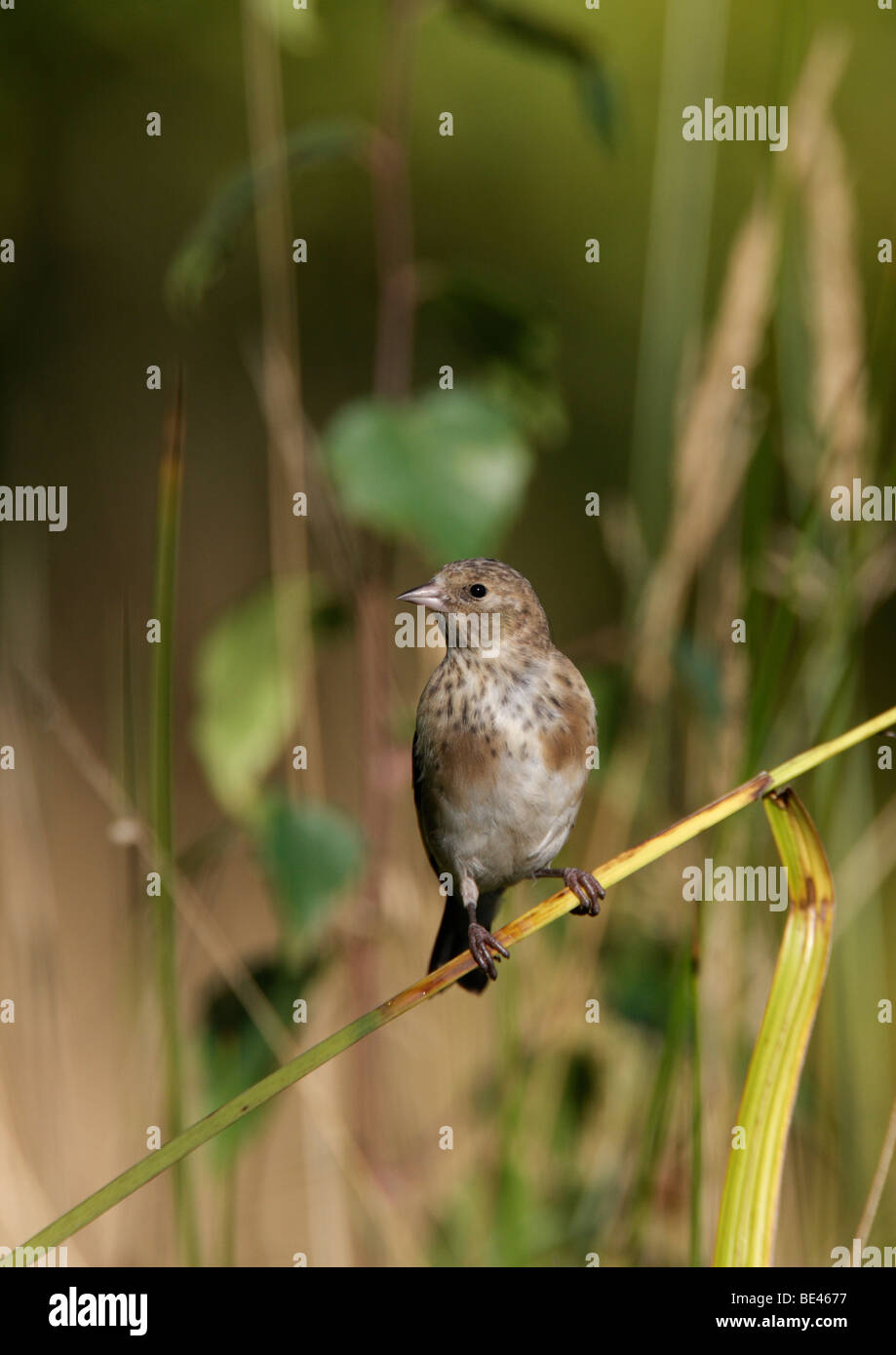 Linnet Carduelis cannabina appollaiato alert Foto Stock