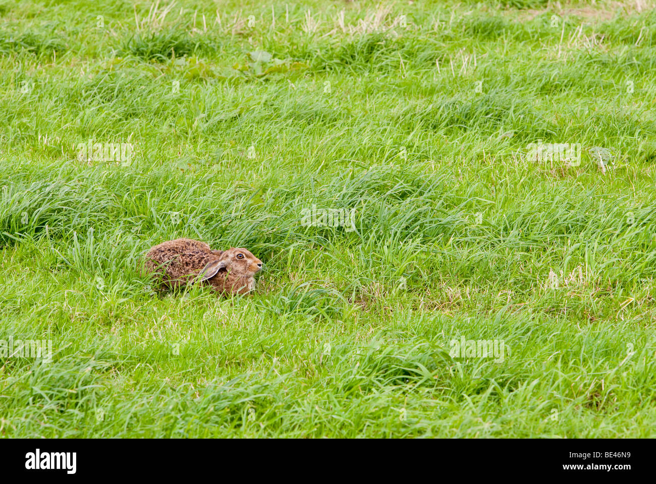 Una lepre in un campo nei pressi di Kettlewell, nello Yorkshire, Regno Unito. Foto Stock