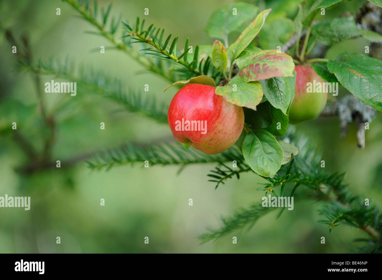 Mele appendere sui rami in un inglese un frutteto. Foto Jim Holden. Foto Stock