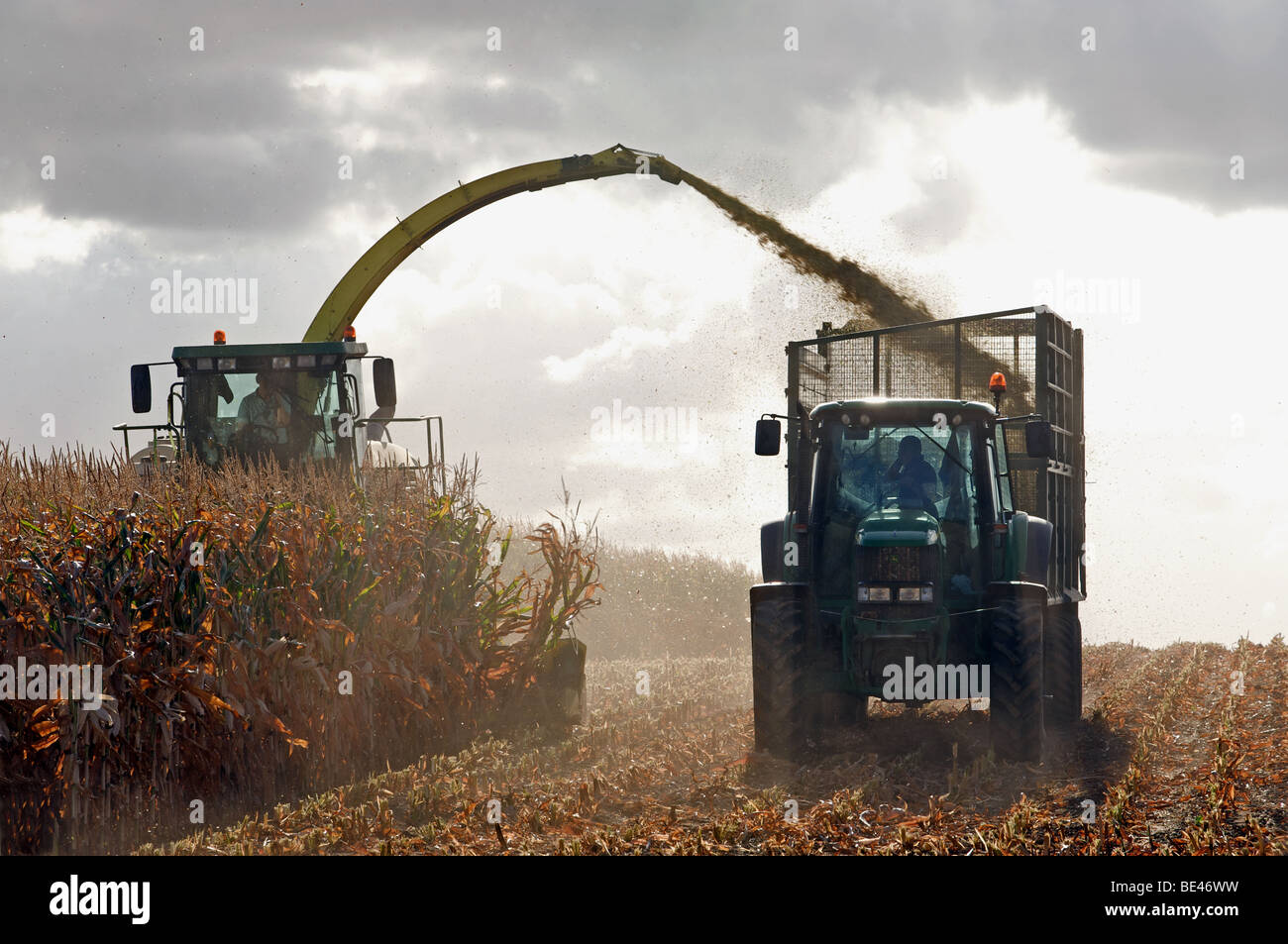 Labirinto che viene raccolto per l'uso come biogas, Suffolk, UK. Foto Stock