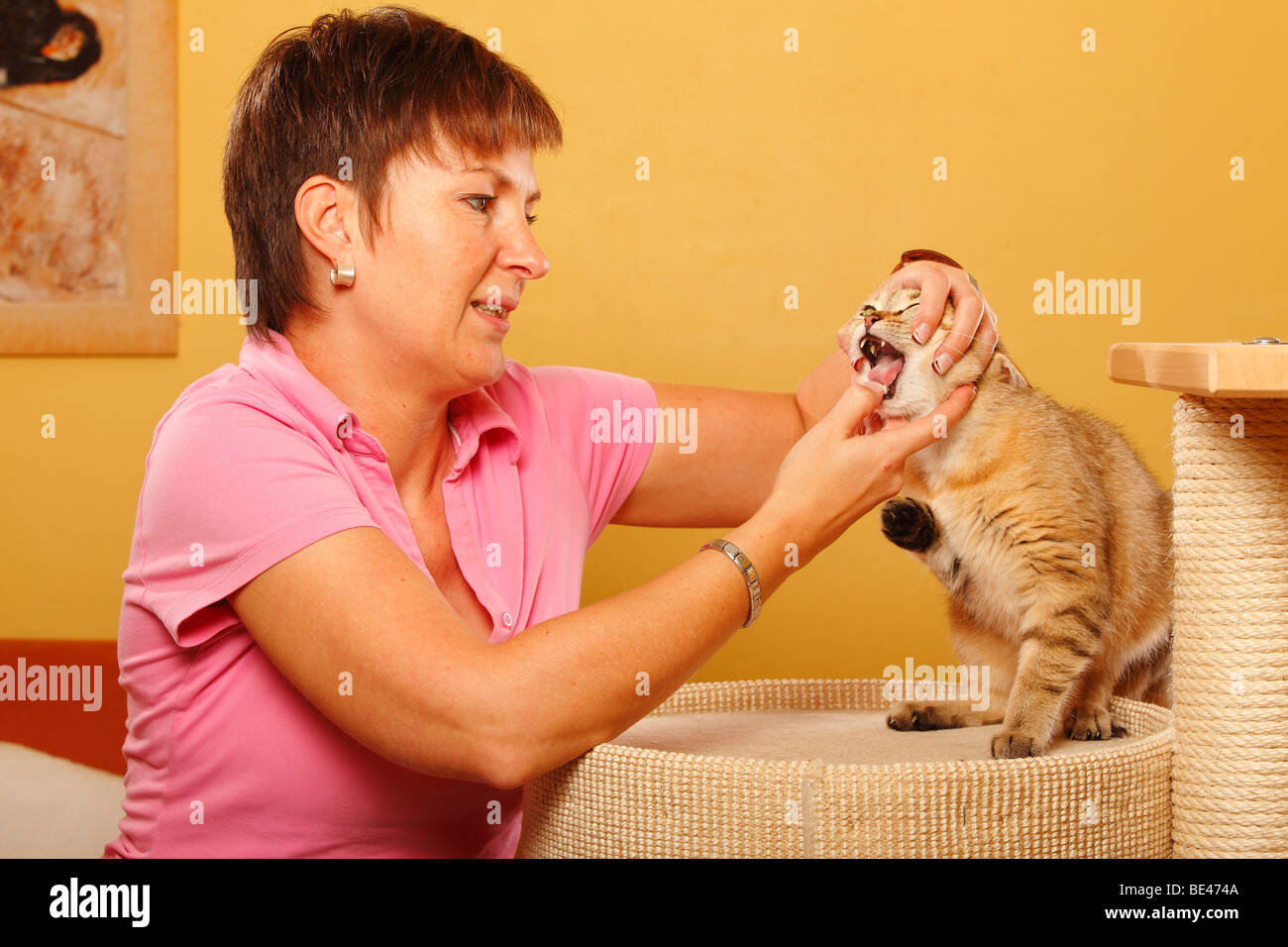 Donna e British Shorthair Cat / Controllo denti Foto Stock