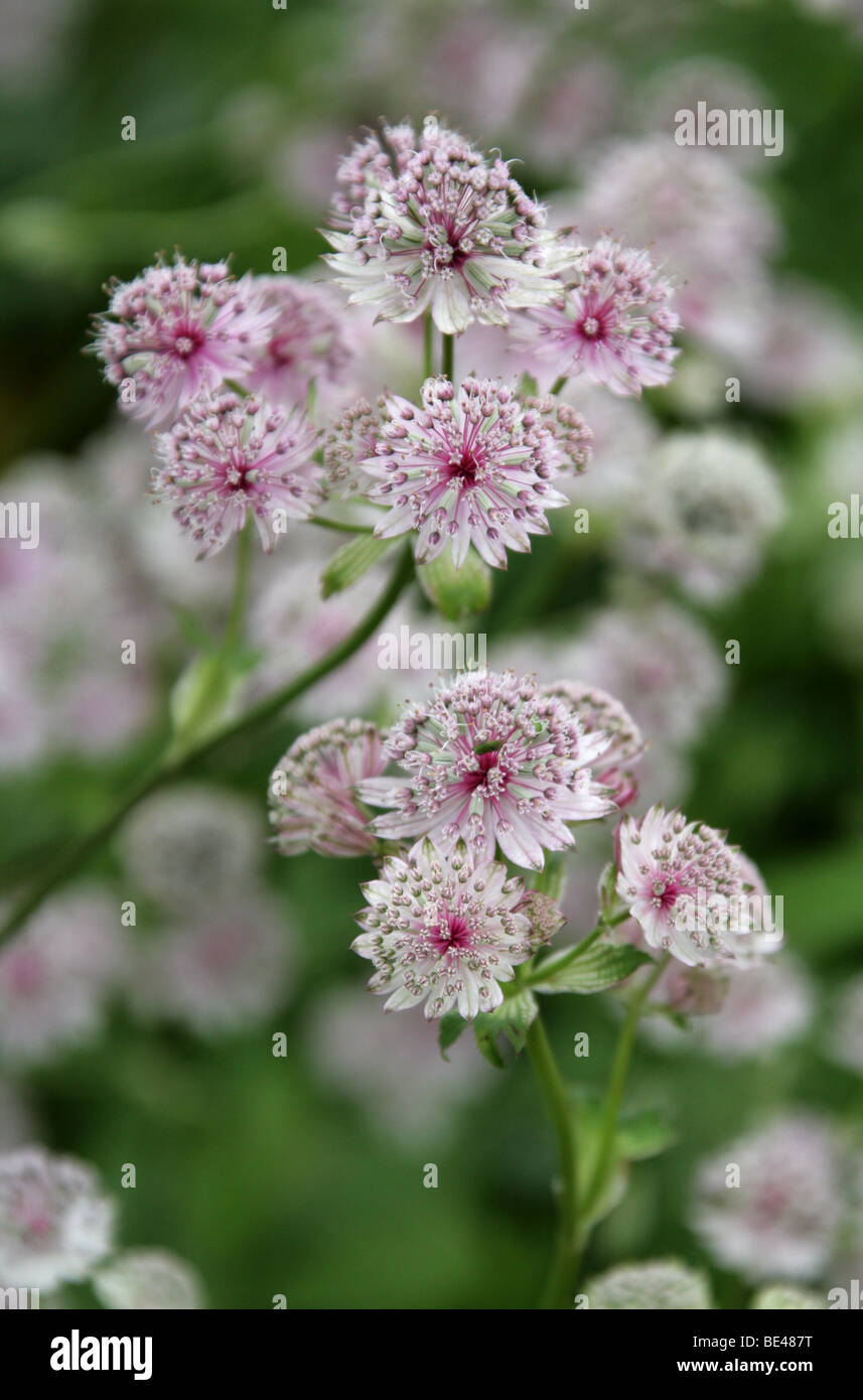 Masterwort, Astrantia grandi 'Buckland', Apiaceae. Europa e Asia occidentale. Foto Stock