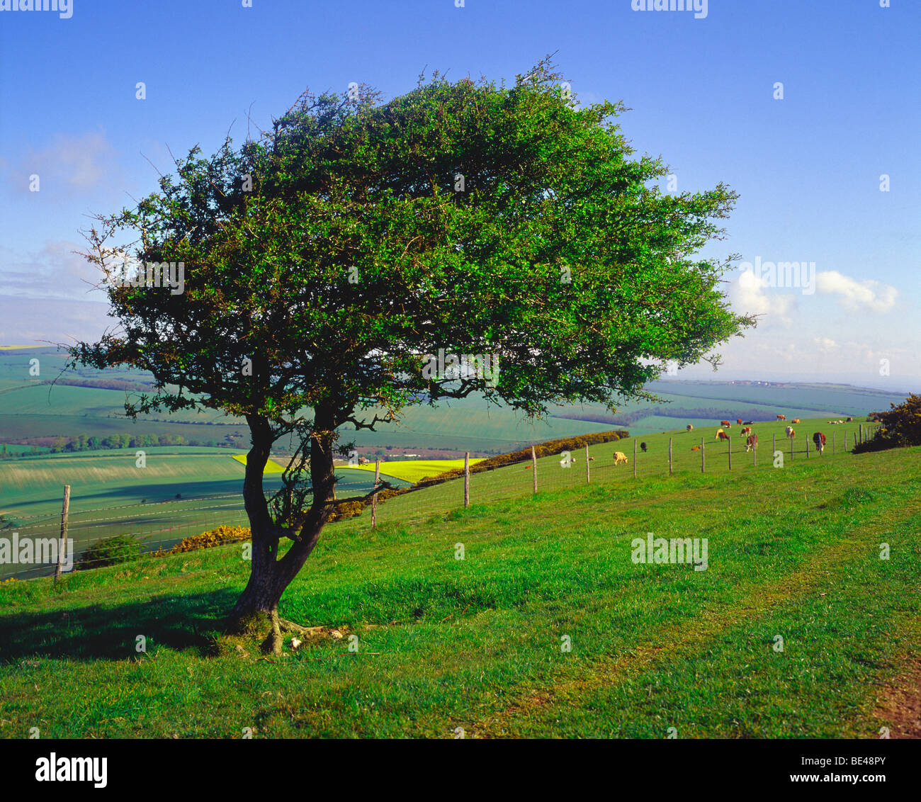 South Downs Lewes Downland East Sussex ventoso tree Foto Stock