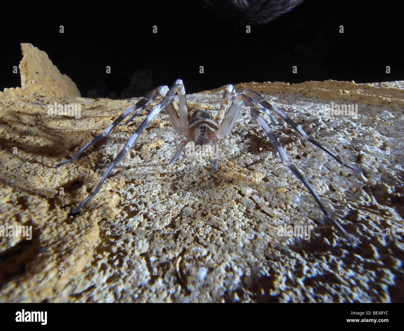 Impalcatura Spider Web (Nesticidae), Tsingy de Ankarana, a nord del Madagascar, Africa Foto Stock
