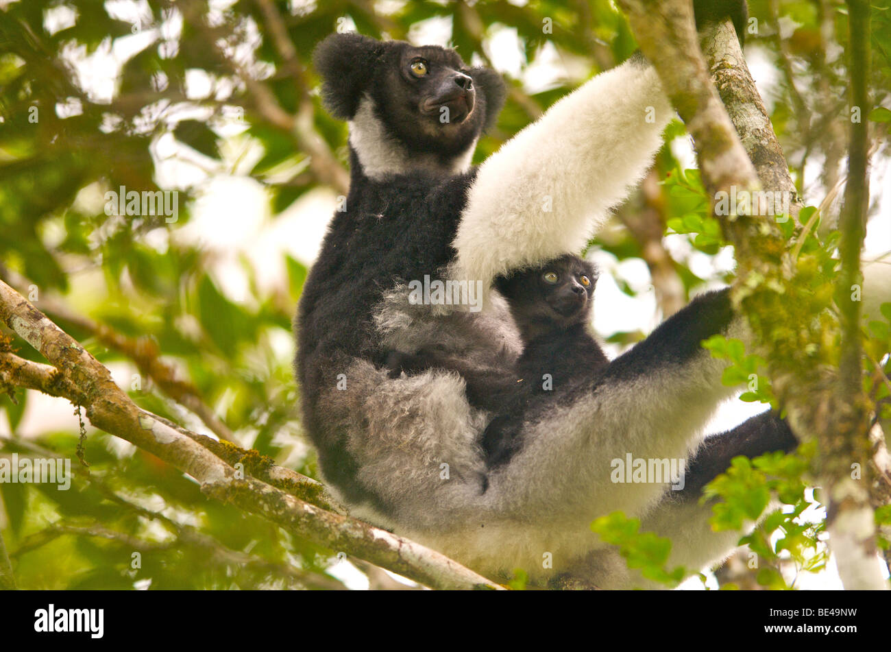 Indri la madre e il bambino Foto Stock