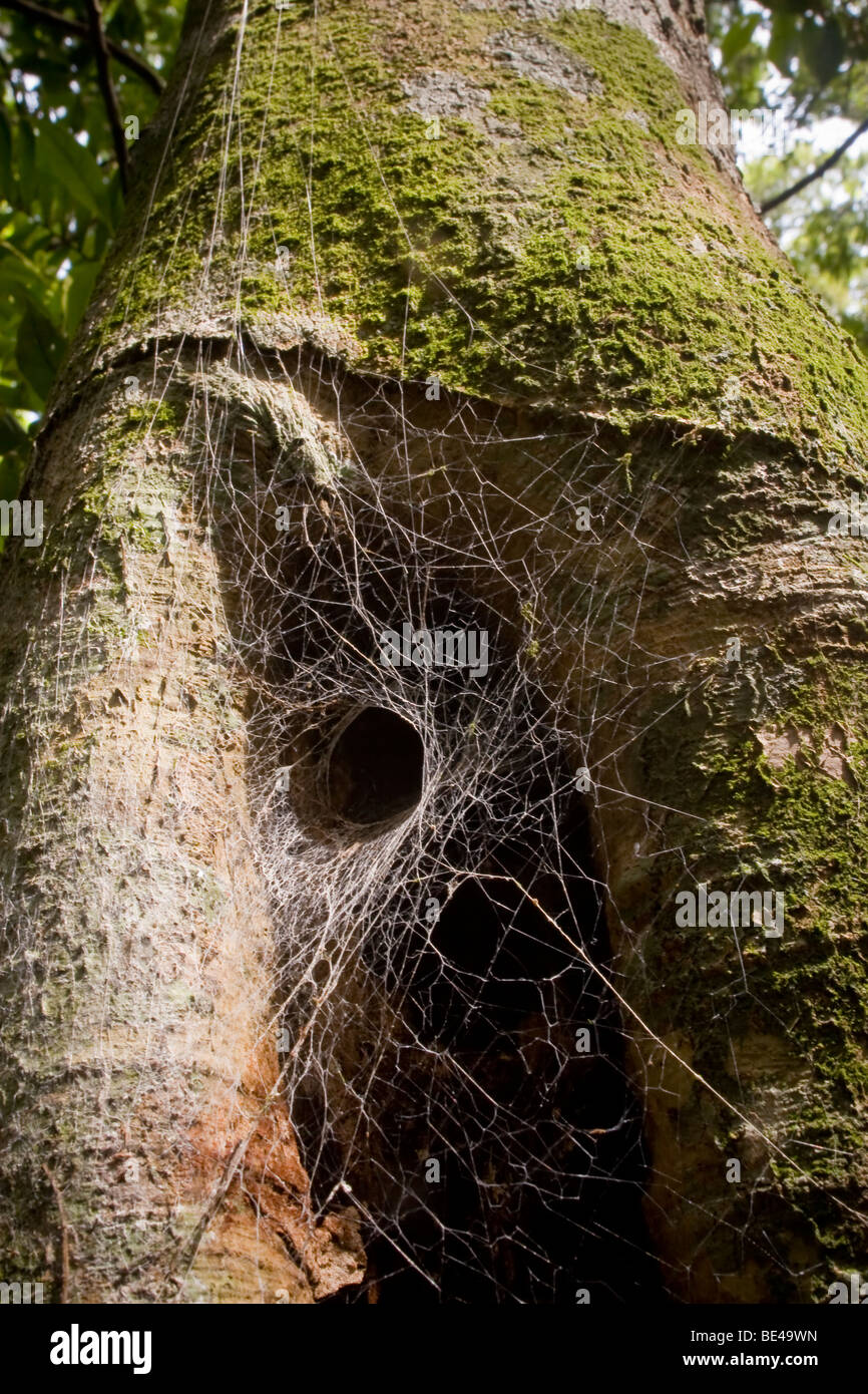 Imbuto spider web. Fotografato in Costa Rica. Foto Stock