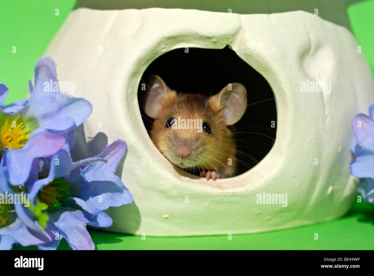 Fancy mouse che si affaccia su una casa Foto Stock