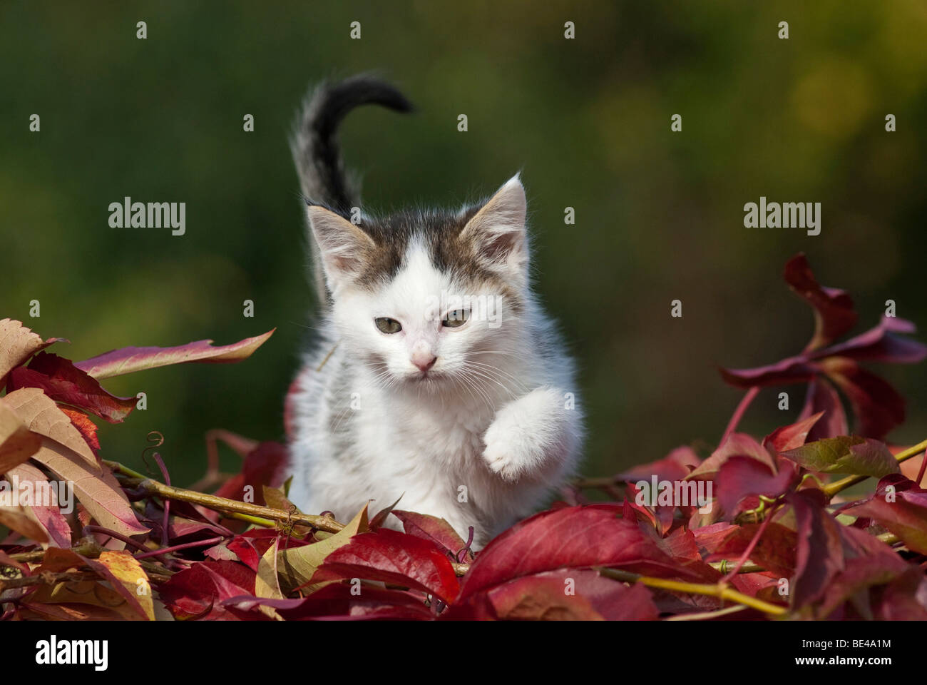 Il gatto domestico, gattino camminare attraverso fogliame Foto Stock