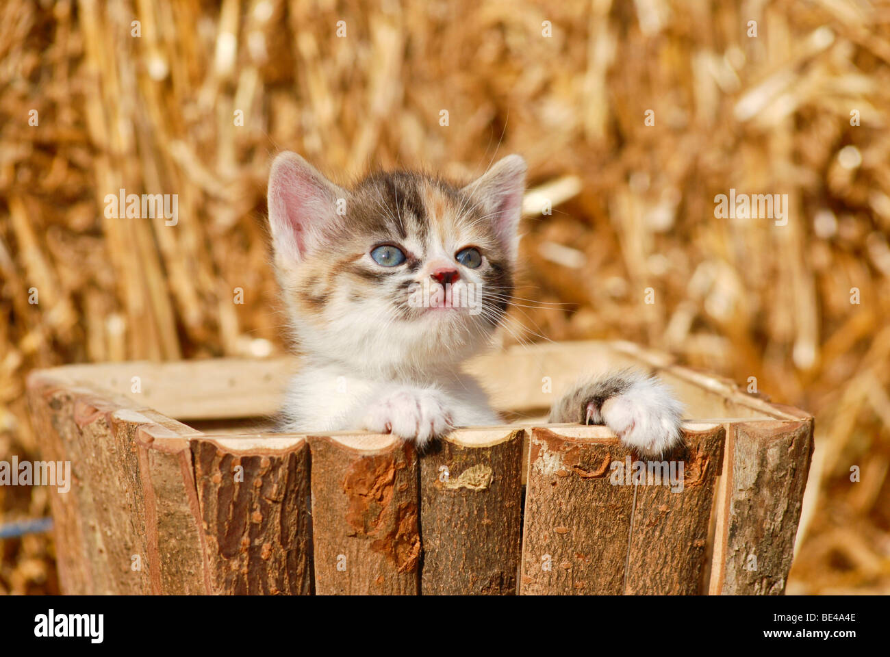 Il gatto domestico, gattino in una scatola di legno nella parte anteriore della paglia Foto Stock