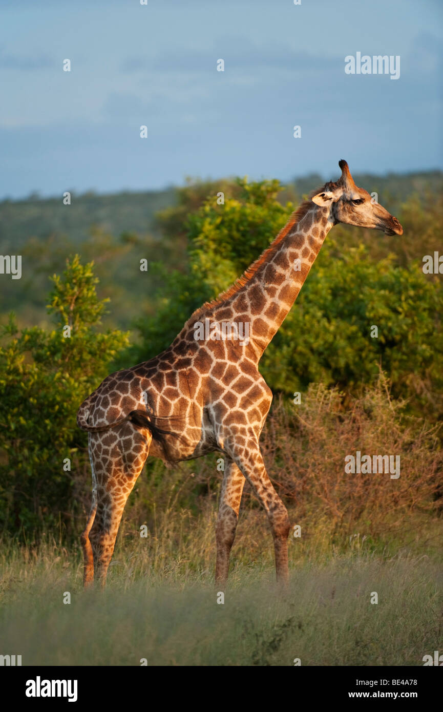 Giraffa meridionale (Giraffa camelopardalis giraffa), Kruger National Park, Sud Africa Foto Stock