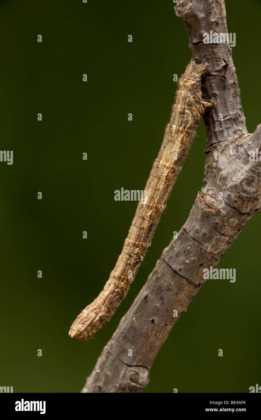 Geometrid Moth Larva - Nome comune Inchworm - Oregon - USA - Famiglia Geometridae - appare come ramoscello Foto Stock