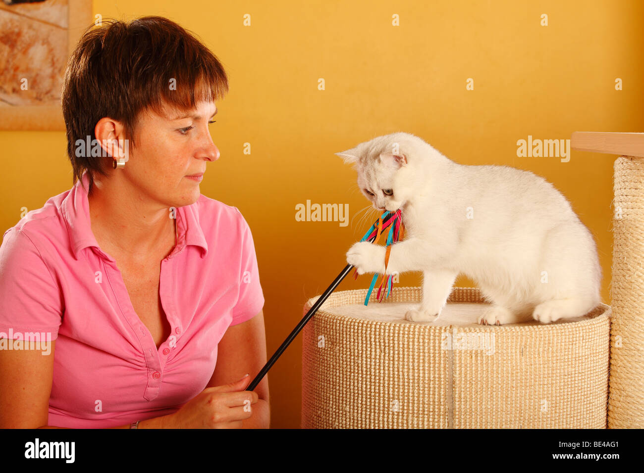 Donna e British Shorthair Cat, silver-ombreggiati / toy Foto Stock