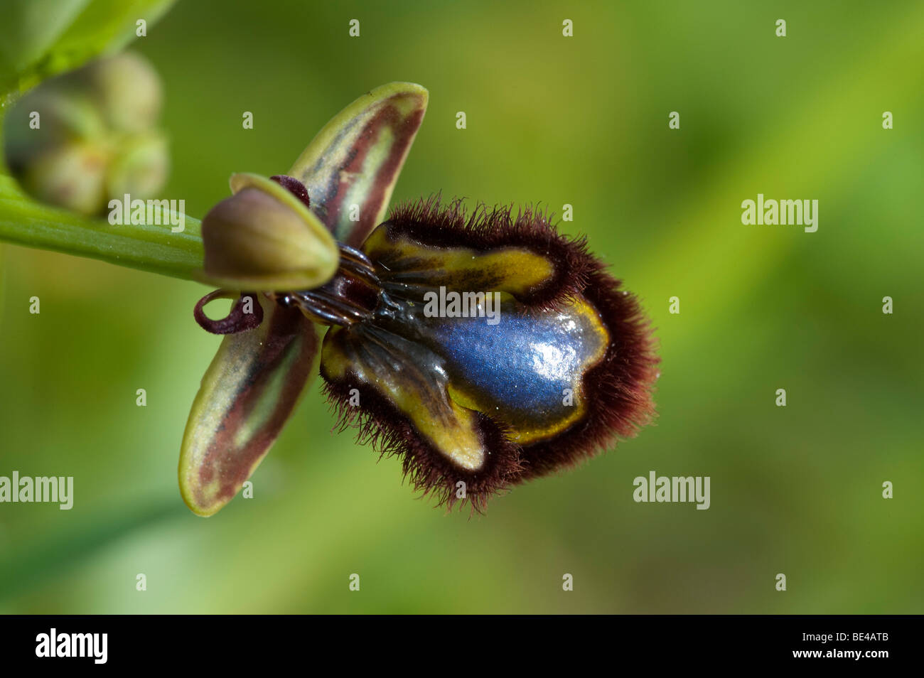 Specchio (Ophyrs Ophrys speculum subs.speculum) Foto Stock