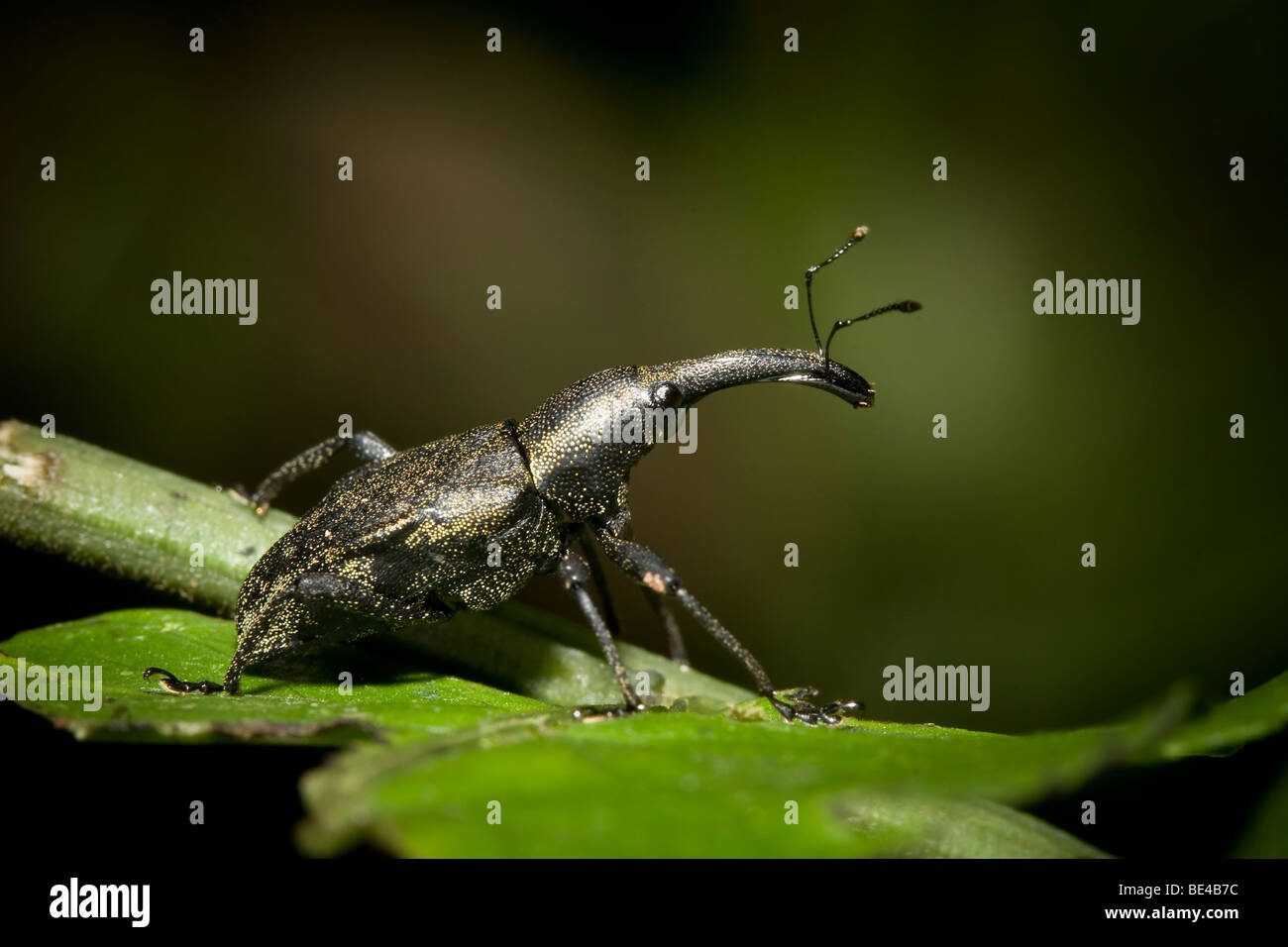 Curculione, ordine Coleoptera, Curculionidae familiari. Fotografato nelle montagne del Costa Rica. Foto Stock