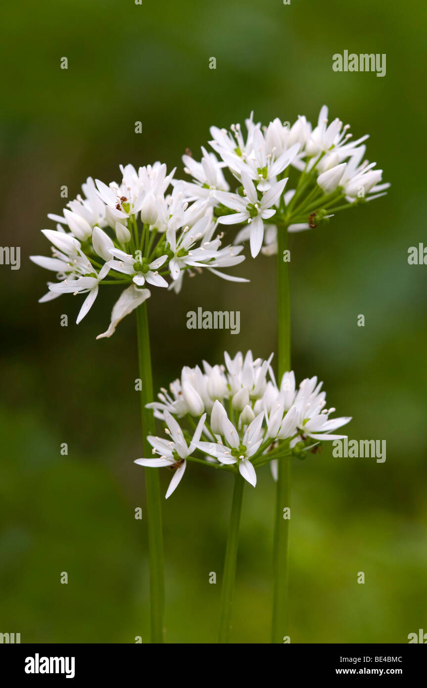 Ramsons (Allium ursinum), Pielach vicino a Loosdorf, Austria superiore, Europa Foto Stock