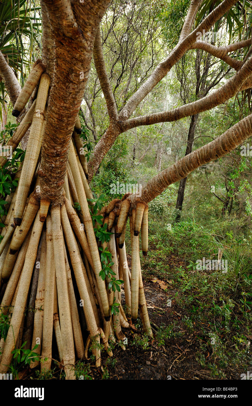 Vite (Pino Pandanus tectorius), la foresta pluviale temperata, patrimonio Unesco, l'Isola di Fraser, Great Sandy National Foto Stock